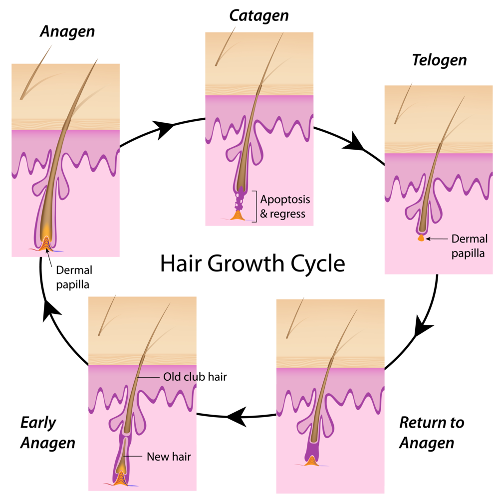 Hair Growth Cycle